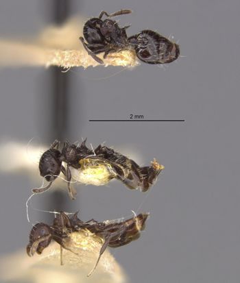 Media type: image;   Entomology 20812 Aspect: habitus lateral view